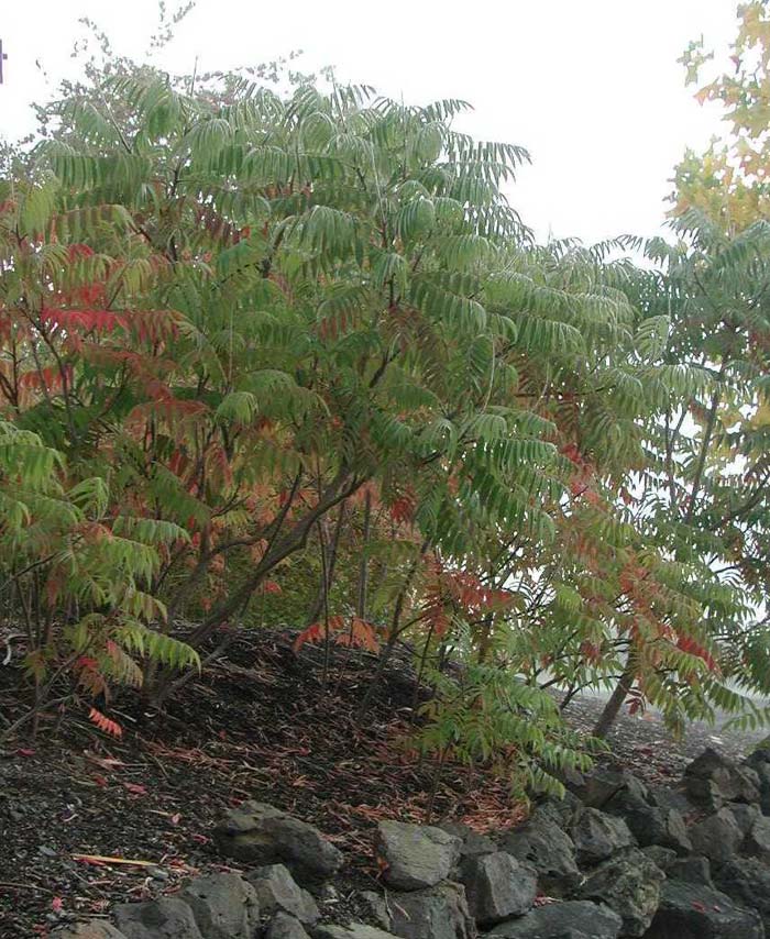 Rhus typhina 'Laciniata'