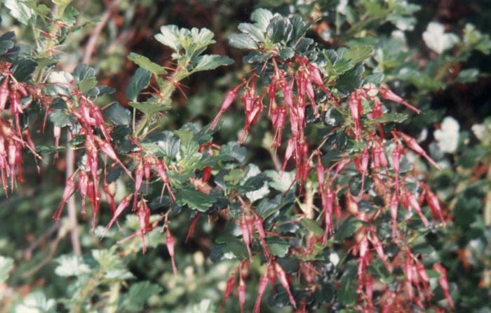 Plant photo of: Ribes speciosum