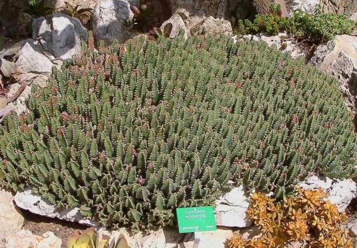 Euphorbia resinifera