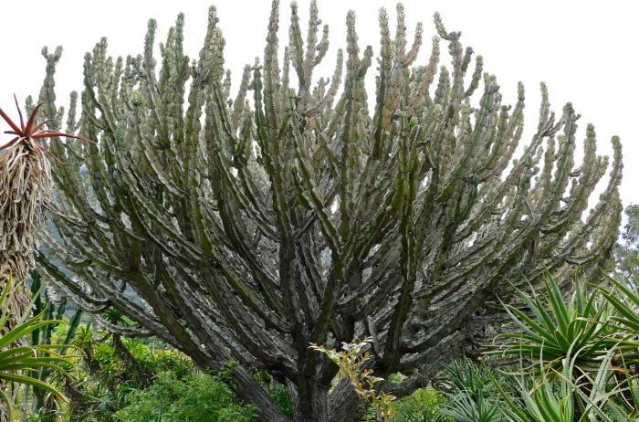 Euphorbia ingens