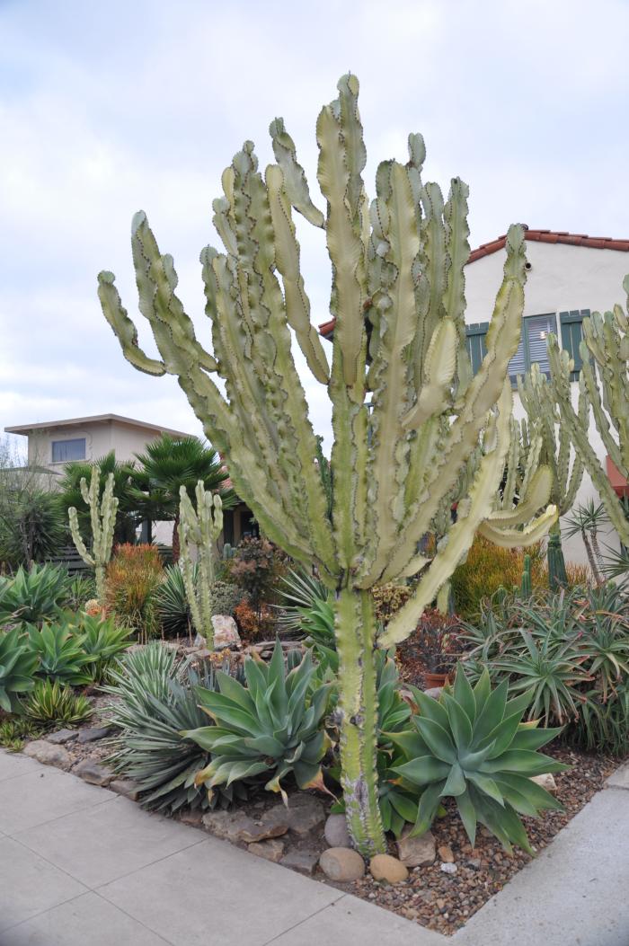 Plant photo of: Euphorbia ingens