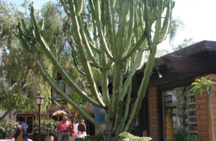 Euphorbia ammak 'Green'