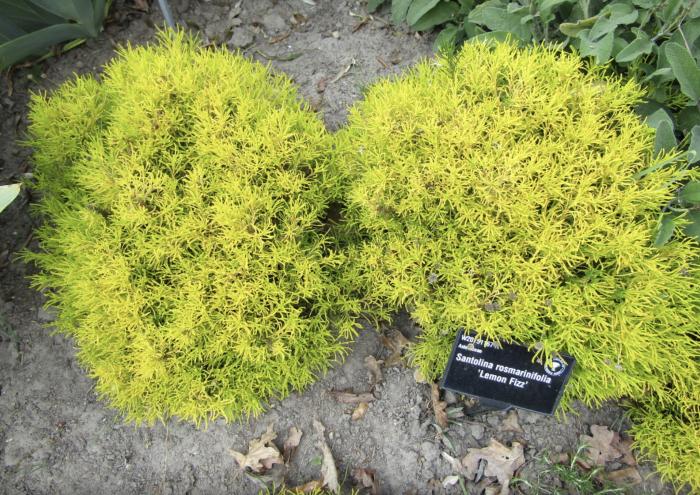 Santolina virens 'Lemon Fizz'