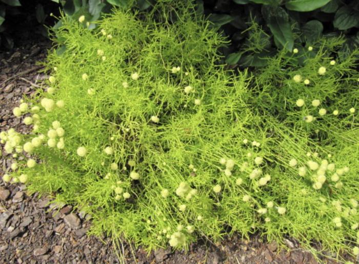 Plant photo of: Santolina virens 'Lemon Fizz'