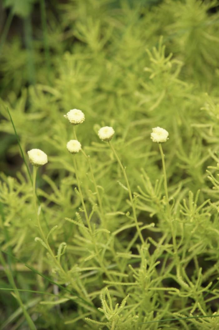 Plant photo of: Santolina virens 'Lemon Fizz'