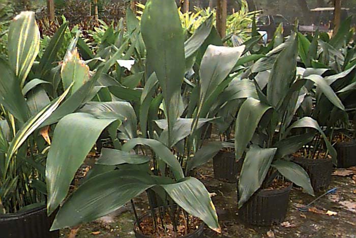 Plant photo of: Aspidistra elatior