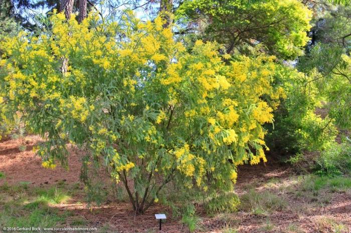 Hairy Wattle