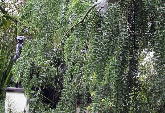 Plant photo of: Acacia vestita