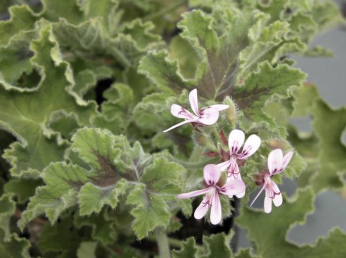 Pelargonium 'Chocolate Mint'