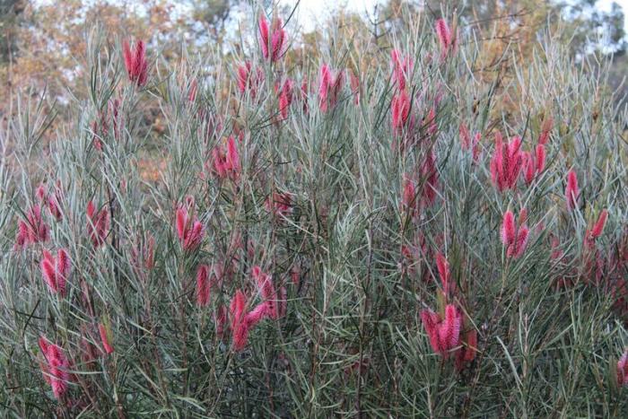 Plant photo of: Hakea francisiana