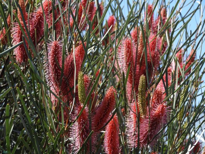 Plant photo of: Hakea francisiana