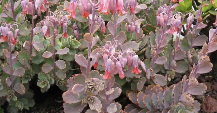 Plant photo of: Kalanchoe fedtschenkoi