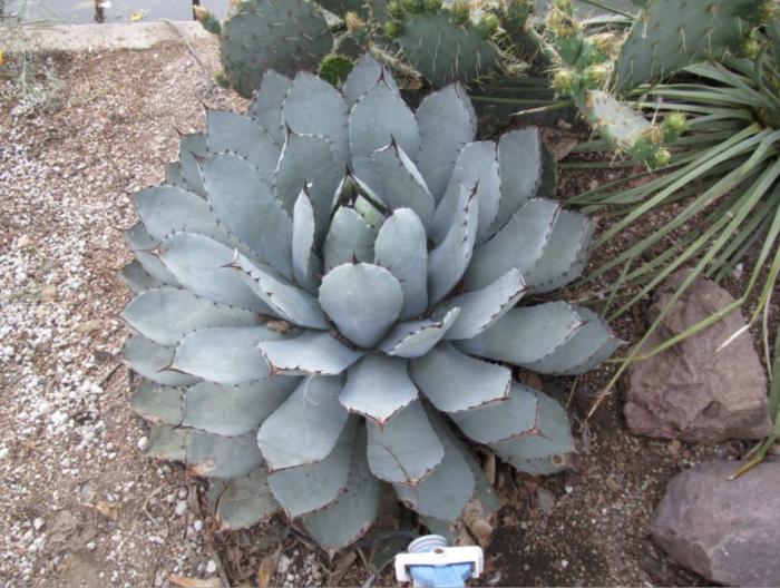 Agave pygmae 'Dragon Toes'