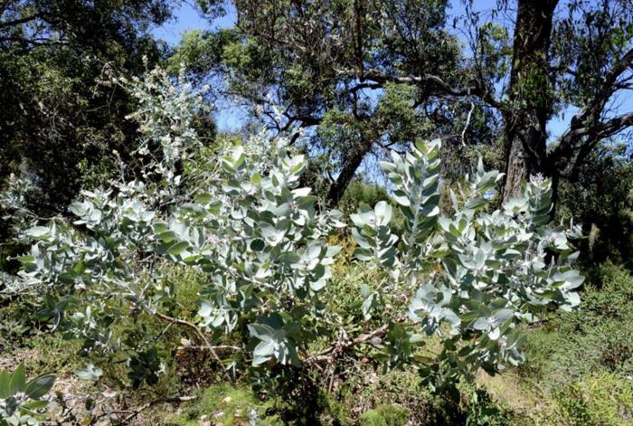 Eucalyptus pleurocarpa