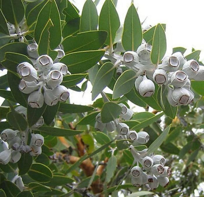 Plant photo of: Eucalyptus pleurocarpa