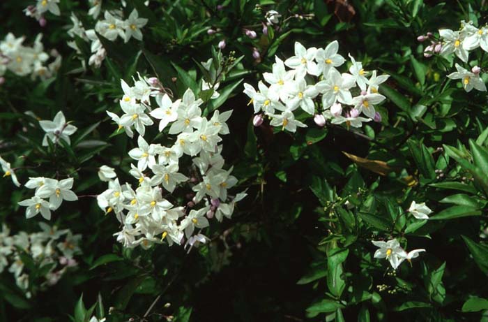 Plant photo of: Solanum laxum