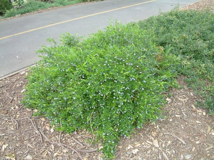 Plant photo of: Sollya heterophylla