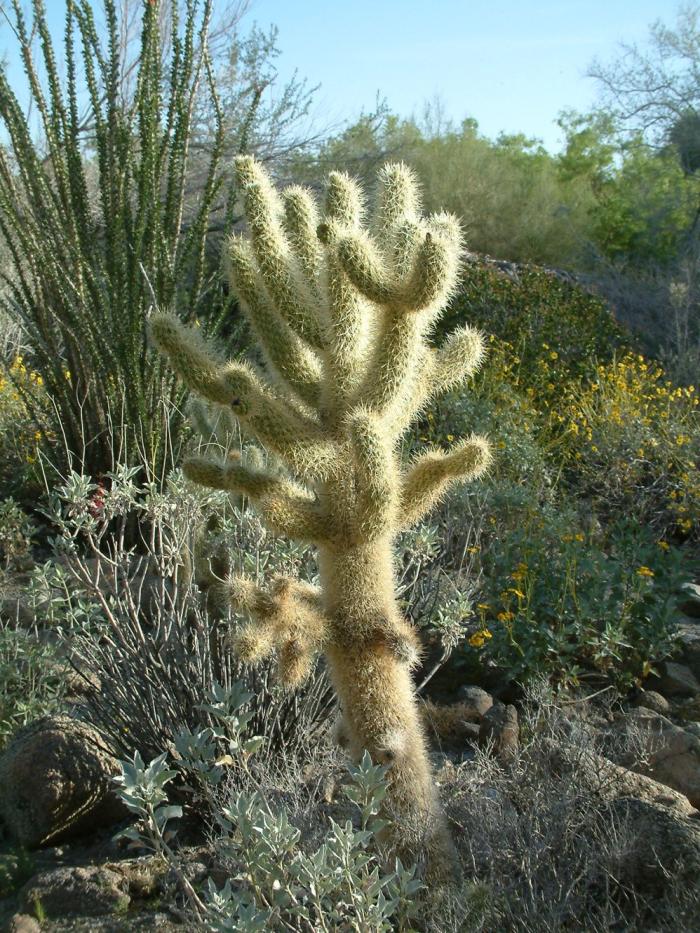 Cylindropuntia bigelovii