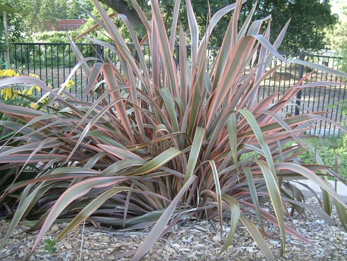 Phormium tenax 'Lancer'