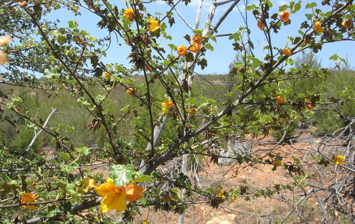 Plant photo of: Fremontodendron mexicanum