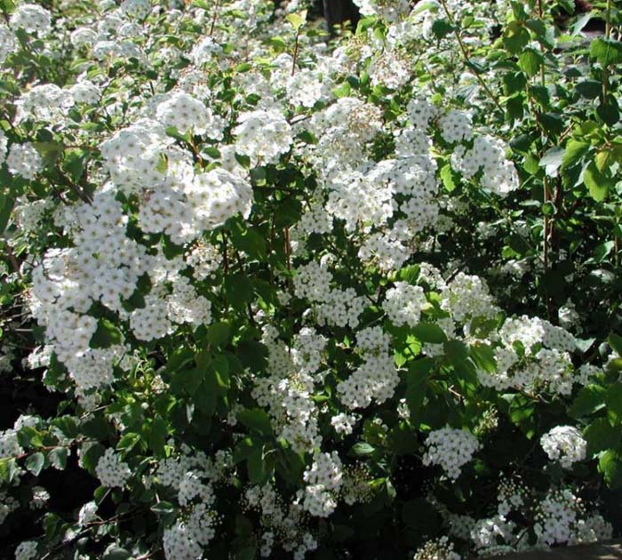 Spiraea vanhouttei