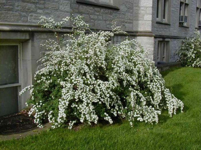 Plant photo of: Spiraea x vanhouttei