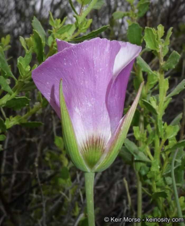 Calochortus Catalina