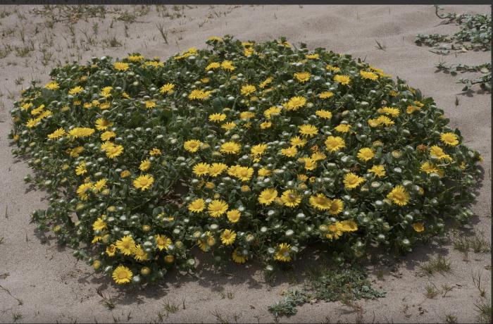 Grindelia hirsutula