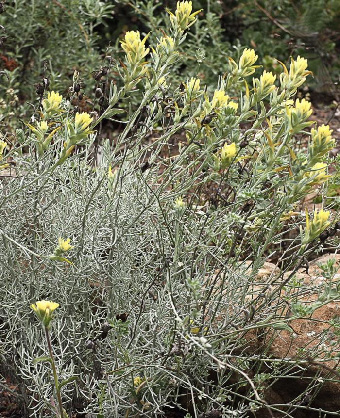 Castilleja hololeuca