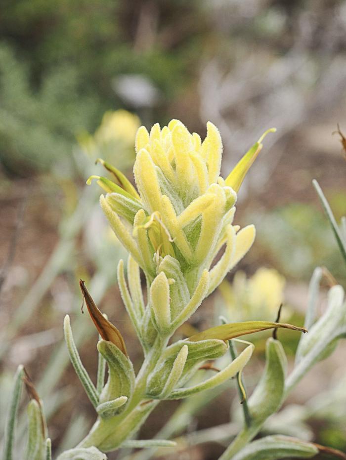 Plant photo of: Castilleja hololeuca