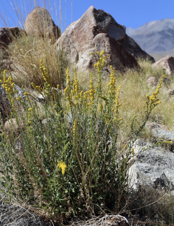 Solidago velutina ssp. californica