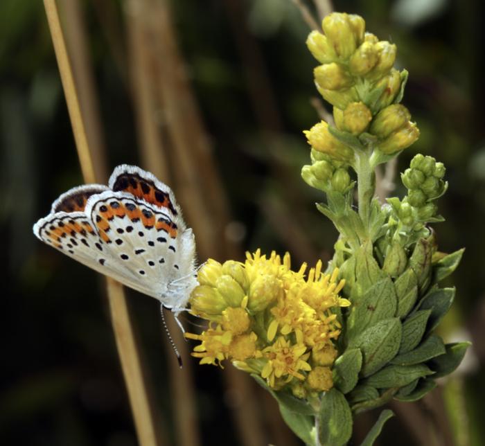 Plant photo of: Solidago velutina ssp. californica