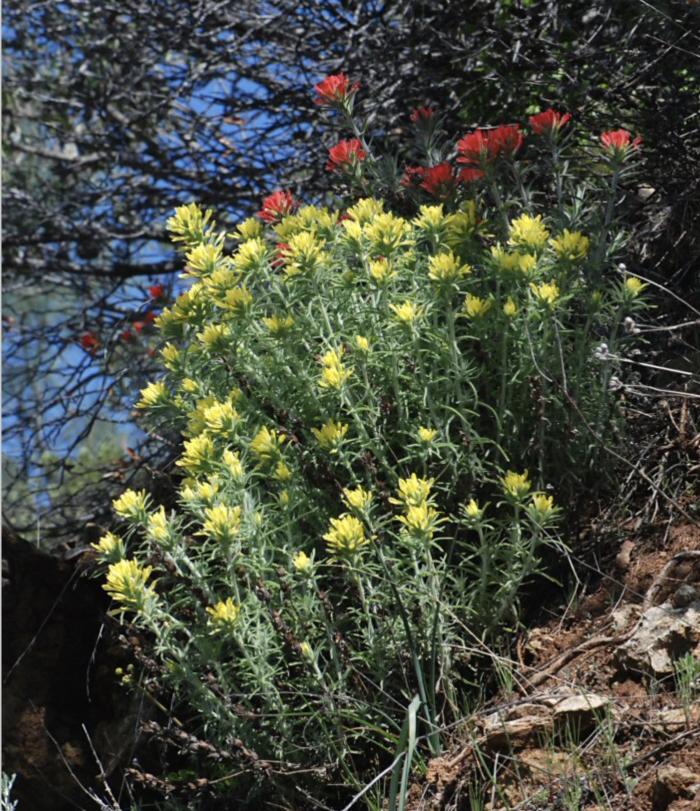 Castilleja affinis