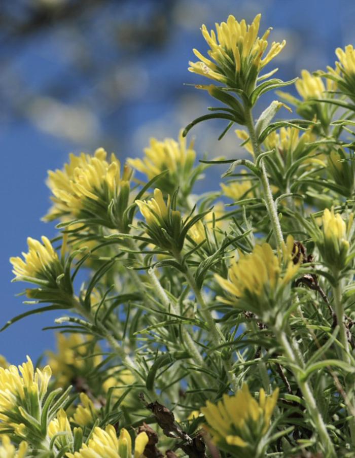 Plant photo of: Castilleja affinis