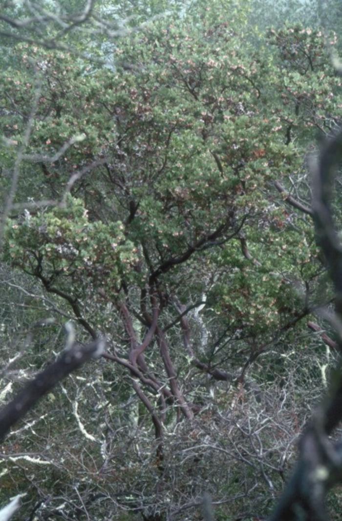 Arctostaphylos pallida