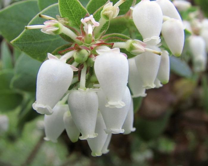 Plant photo of: Arctostaphylos pallida