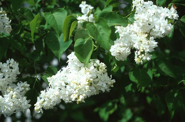 Syringa vulgaris