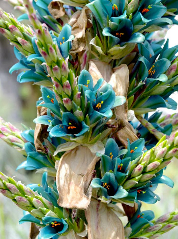 Puya alpestris