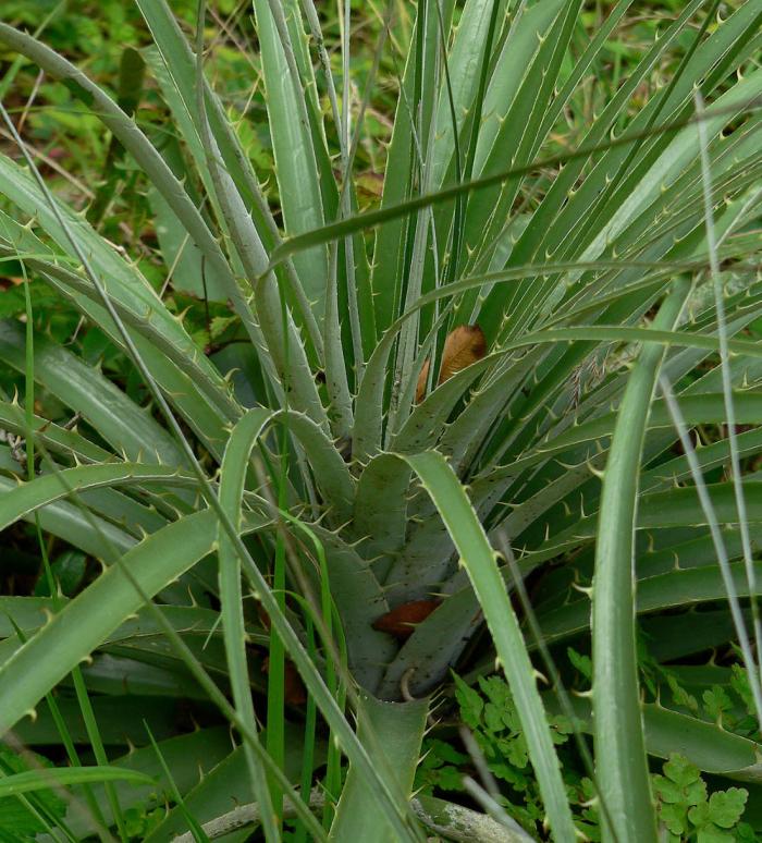 Plant photo of: Puya alpestris