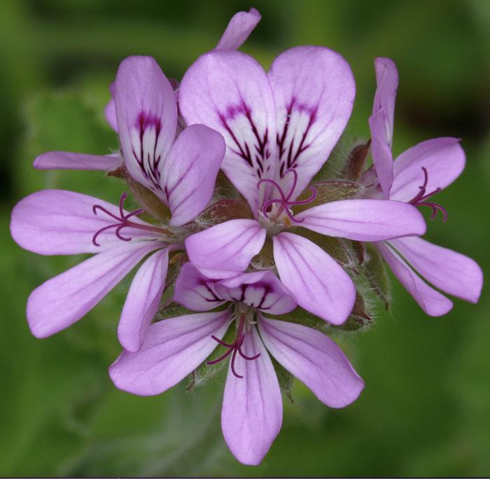 Pelargonium drummondii
