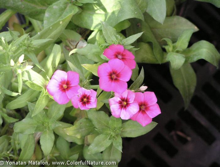 Plant photo of: Pelargonium drummondii