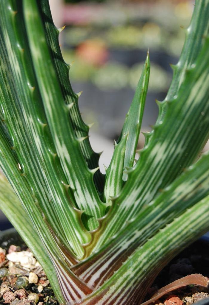 Plant photo of: Aloe fosterii