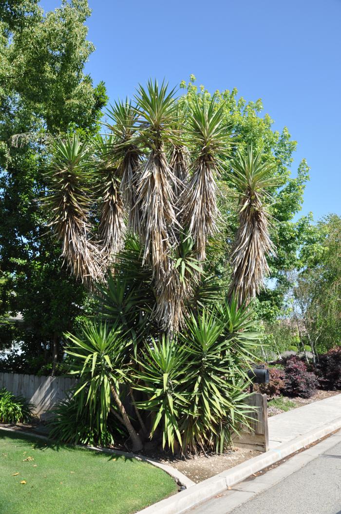 Yucca aloifolia