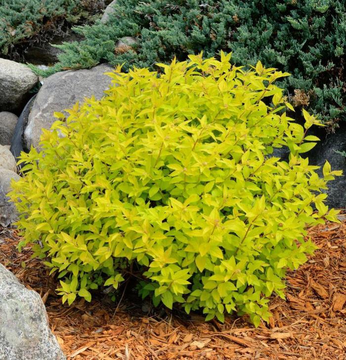 Goldmound Spirea