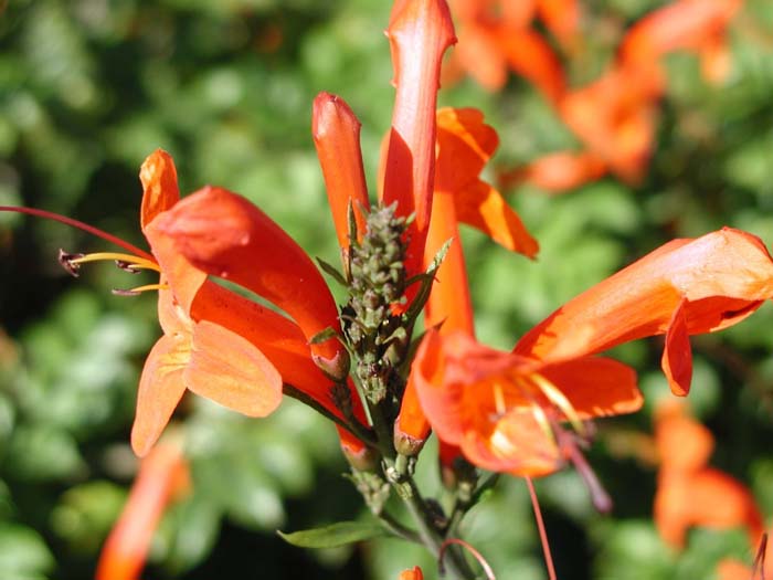 Tecomaria capensis