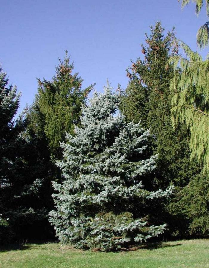 Picea pungens 'Glauca'