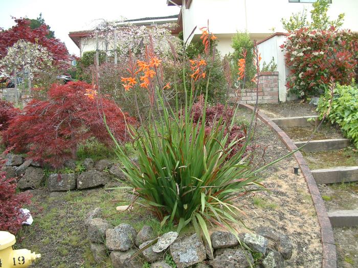 Watsonia strains orange