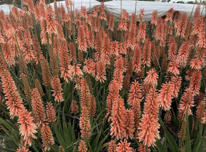 Aloe 'Safari Rose'