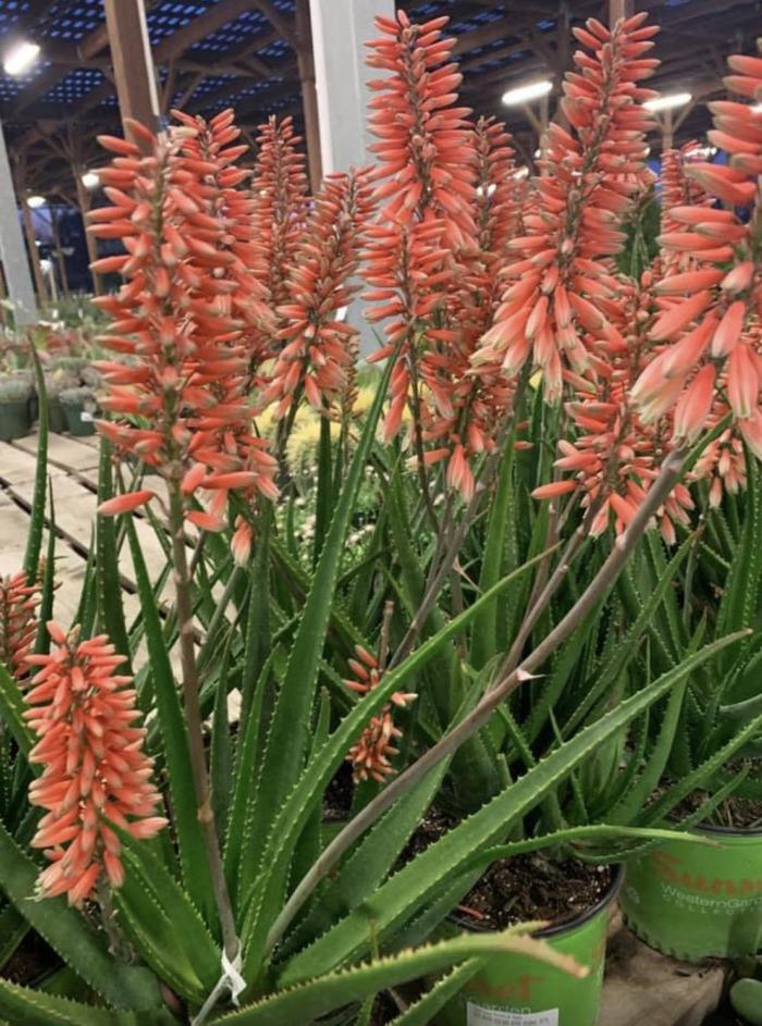 Plant photo of: Aloe 'Safari Rose'