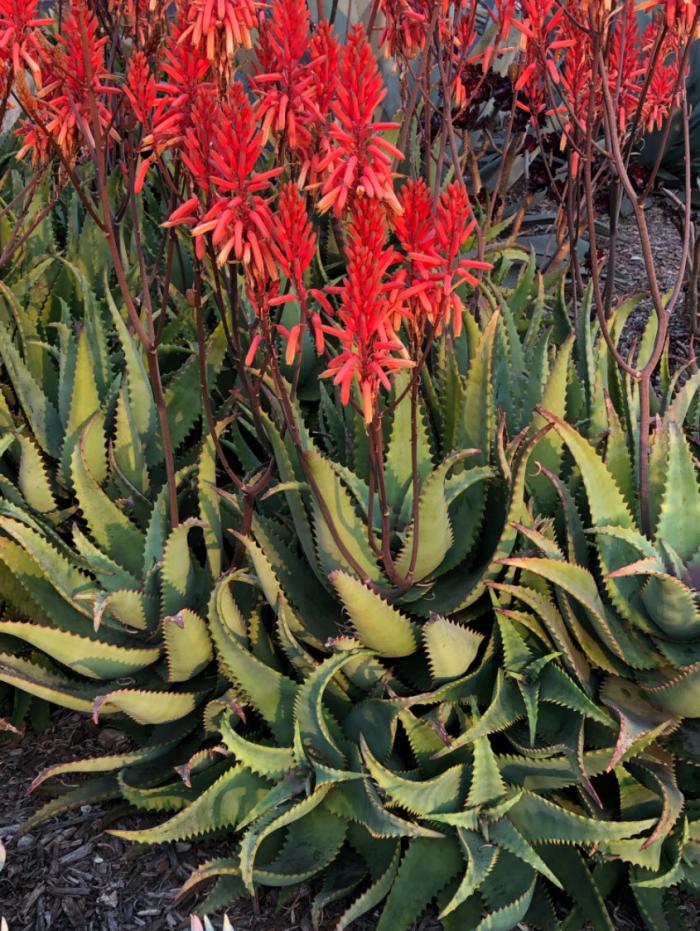 Aloe 'Cynthia Giddy'
